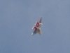DSCN4670.JPG